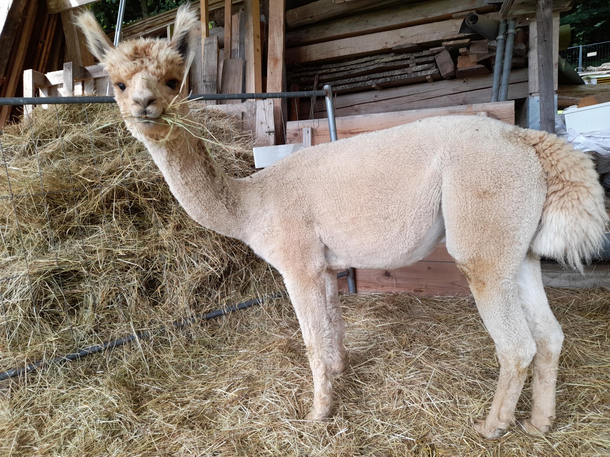Huacaya-Deckhengst in Bayern